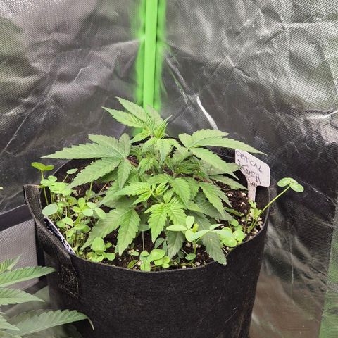 Kushi 😶‍🌫️(rest n. Teilernte/ critical kush, 9.1.24 🎁, Kümmerling) growlog timeline photo