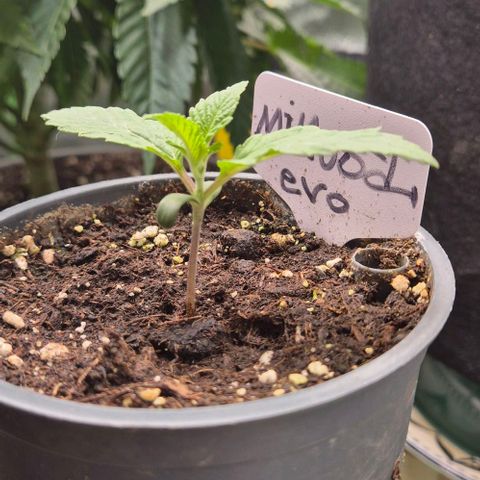 Mimosa evo Photo ♥️ Barney's Farm  growlog timeline photo