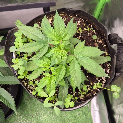 Kushi 😶‍🌫️(rest n. Teilernte/ critical kush, 9.1.24 🎁, Kümmerling) growlog timeline photo