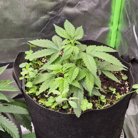 Kushi 😶‍🌫️(rest n. Teilernte/ critical kush, 9.1.24 🎁, Kümmerling) growlog timeline photo