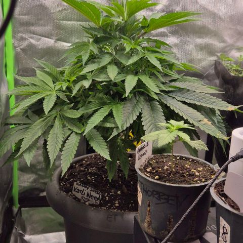 Karli - SHISKABERRY (auto) growlog timeline photo