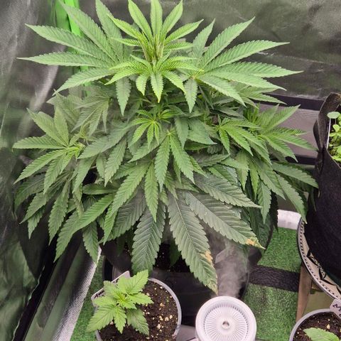 Karli - SHISKABERRY (auto) growlog timeline photo