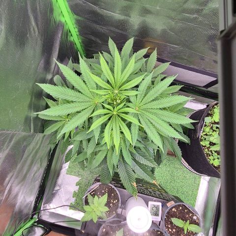 Karli - SHISKABERRY (auto) growlog timeline photo