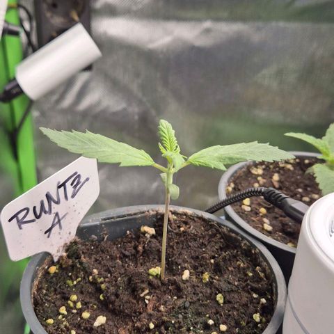 Runtzi Auto ♥️ Barney's Farm  growlog timeline photo