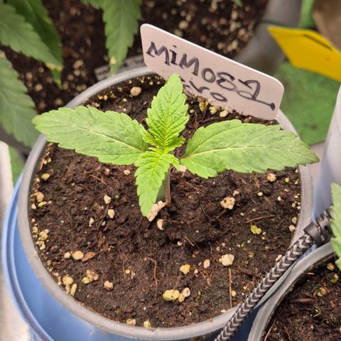 Mimosa evo Photo ♥️ Barney's Farm  growlog timeline photo