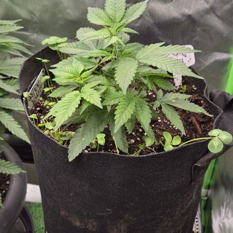 Kushi 😶‍🌫️(rest n. Teilernte/ critical kush, 9.1.24 🎁, Kümmerling) growlog timeline photo