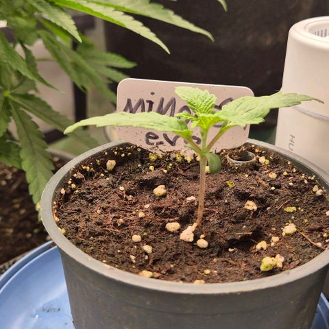 Mimosa evo Photo ♥️ Barney's Farm  growlog timeline photo