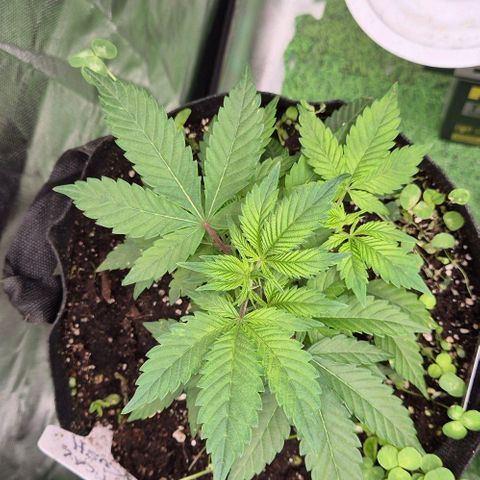 Kushi 😶‍🌫️(rest n. Teilernte/ critical kush, 9.1.24 🎁, Kümmerling) growlog timeline photo