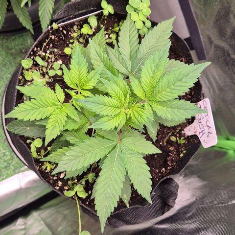 Kushi 😶‍🌫️(rest n. Teilernte/ critical kush, 9.1.24 🎁, Kümmerling) growlog timeline photo