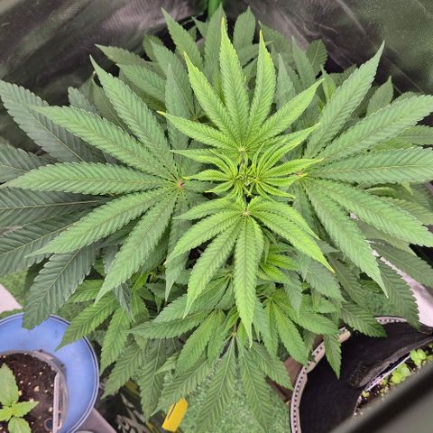 Karli - SHISKABERRY (auto) growlog timeline photo