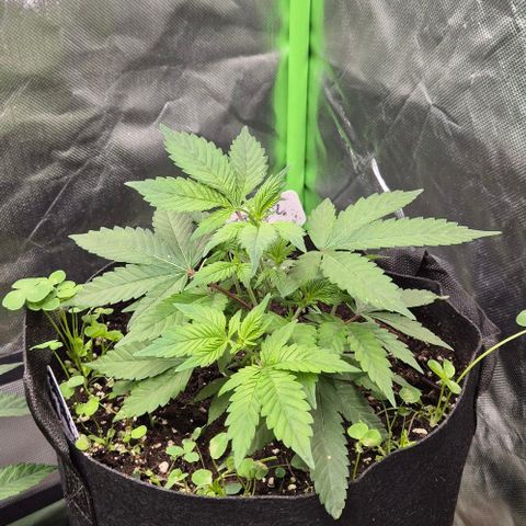 Kushi 😶‍🌫️(rest n. Teilernte/ critical kush, 9.1.24 🎁, Kümmerling) growlog timeline photo