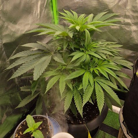 Karli - SHISKABERRY (auto) growlog timeline photo