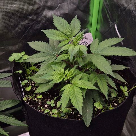 Kushi 😶‍🌫️(rest n. Teilernte/ critical kush, 9.1.24 🎁, Kümmerling) growlog timeline photo