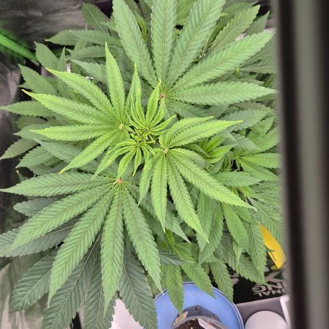Karli - SHISKABERRY (auto) growlog timeline photo