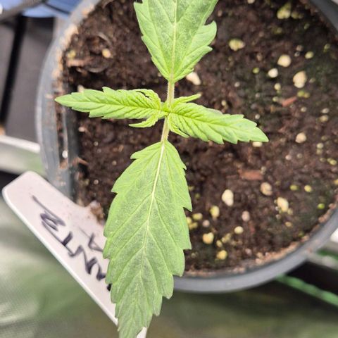 Runtzi Auto ♥️ Barney's Farm  growlog timeline photo