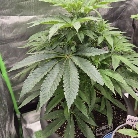 Karli - SHISKABERRY (auto) growlog timeline photo