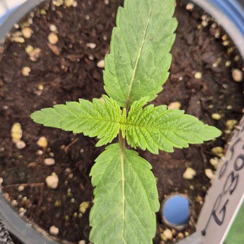 Mimosa evo Photo ♥️ Barney's Farm  growlog timeline photo