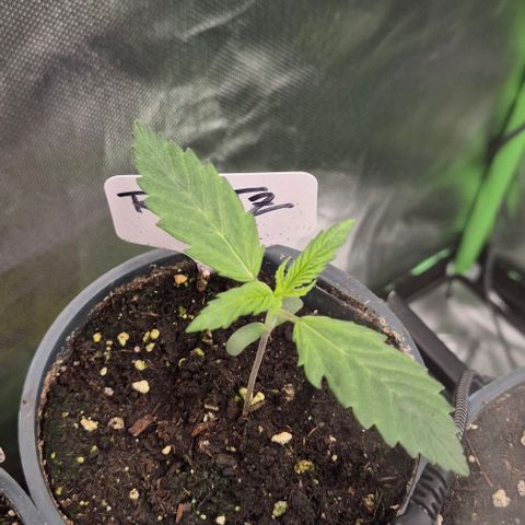 Runtzi Auto ♥️ Barney's Farm  growlog timeline photo