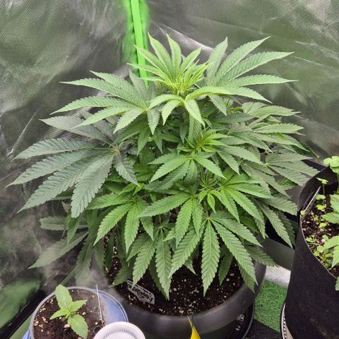 Karli - SHISKABERRY (auto) growlog timeline photo