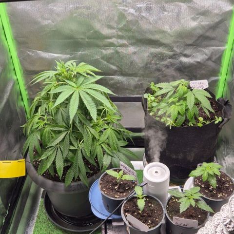 Karli - SHISKABERRY (auto) growlog photo: Beschnitten und am Tag danach,  nach dem beschneiden sah sie doch sehr Missbraucht aus..