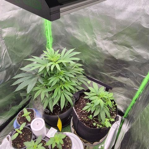Karli - SHISKABERRY (auto) growlog photo: Nachdem sie gestern doch recht fertig aussah,  Nachdem sie beschnitten wurde, sieht sie doch heute umso besser aus 🥰