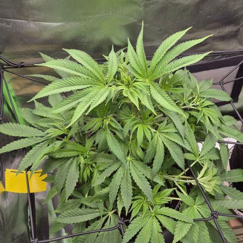 Karli - SHISKABERRY (auto) growlog photo: Scroggingnetz gespannt.
Ohne topping, etc.
Alles entspannt. Die Triebe waren alle sehr dicht beieinander.
Heute gab's nur Wasser mit Enzymen.  In den nächsten Tagen wird es erstmal nur Wasser geben.