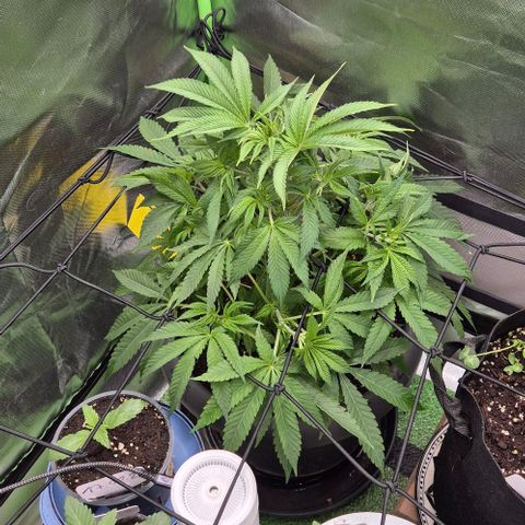 Karli - SHISKABERRY (auto) growlog photo: Scroggingnetz gespannt.
Ohne topping, etc.
Alles entspannt. Die Triebe waren alle sehr dicht beieinander.
Heute gab's nur Wasser mit Enzymen.  In den nächsten Tagen wird es erstmal nur Wasser geben.