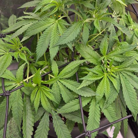 Karli - SHISKABERRY (auto) growlog photo: Scroggingnetz gespannt.
Ohne topping, etc.
Alles entspannt. Die Triebe waren alle sehr dicht beieinander.
Heute gab's nur Wasser mit Enzymen.  In den nächsten Tagen wird es erstmal nur Wasser geben.