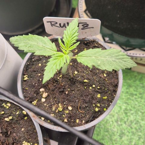 Runtzi Auto ♥️ Barney's Farm  growlog timeline photo