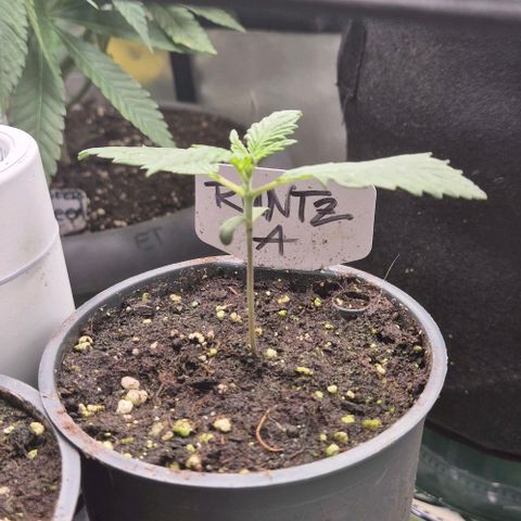 Runtzi Auto ♥️ Barney's Farm  growlog timeline photo