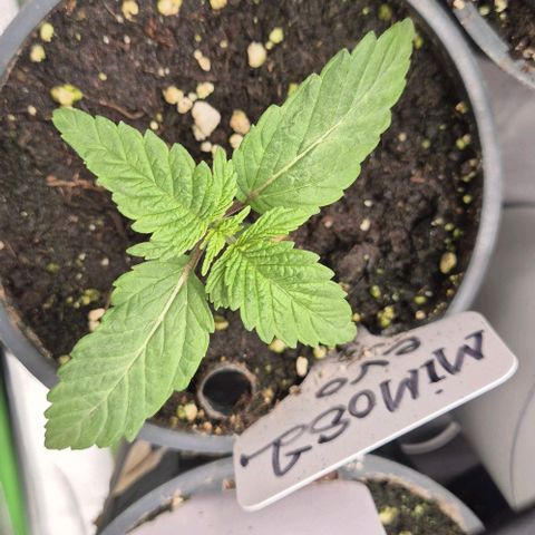 Mimosa evo Photo ♥️ Barney's Farm  growlog timeline photo