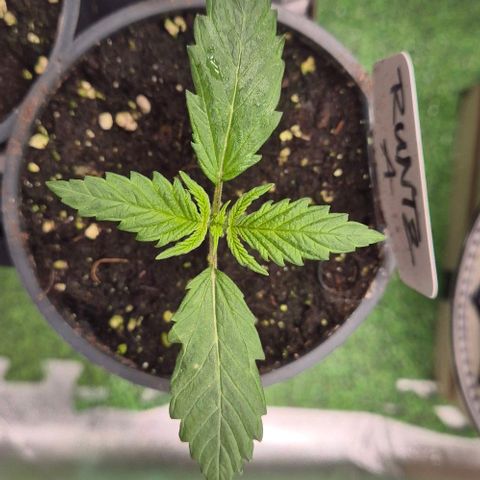 Runtzi Auto ♥️ Barney's Farm  growlog timeline photo