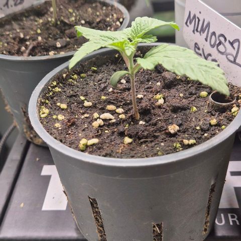 Mimosa evo Photo ♥️ Barney's Farm  growlog timeline photo