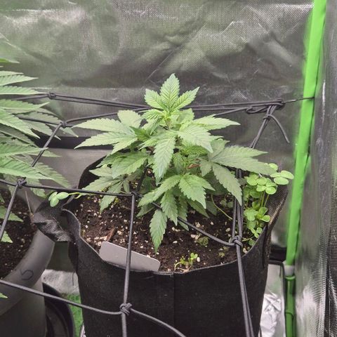 Kushi 😶‍🌫️(rest n. Teilernte/ critical kush, 9.1.24 🎁, Kümmerling) growlog timeline photo