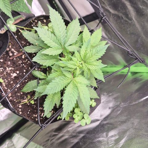 Kushi 😶‍🌫️(rest n. Teilernte/ critical kush, 9.1.24 🎁, Kümmerling) growlog timeline photo