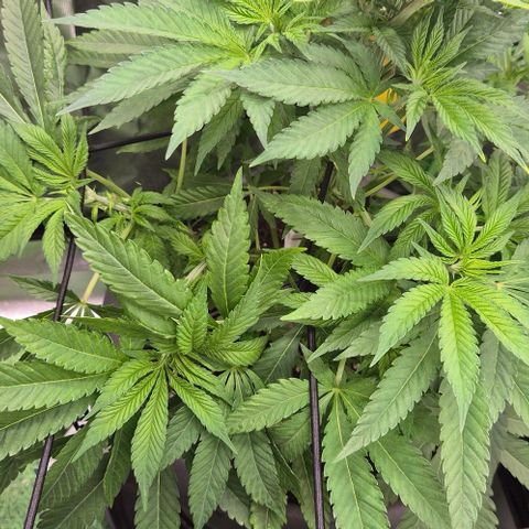 Karli - SHISKABERRY (auto) growlog timeline photo
