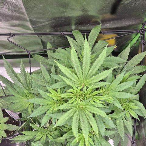 Karli - SHISKABERRY (auto) growlog timeline photo