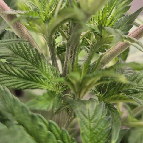 Karli - SHISKABERRY (auto) growlog timeline photo
