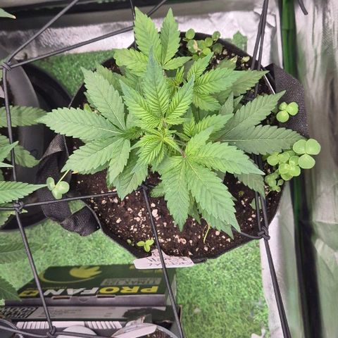 Kushi 😶‍🌫️(rest n. Teilernte/ critical kush, 9.1.24 🎁, Kümmerling) growlog timeline photo