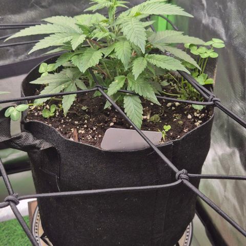 Kushi 😶‍🌫️(rest n. Teilernte/ critical kush, 9.1.24 🎁, Kümmerling) growlog timeline photo
