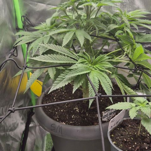 Karli - SHISKABERRY (auto) growlog timeline photo