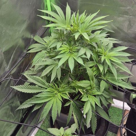 Karli - SHISKABERRY (auto) growlog timeline photo