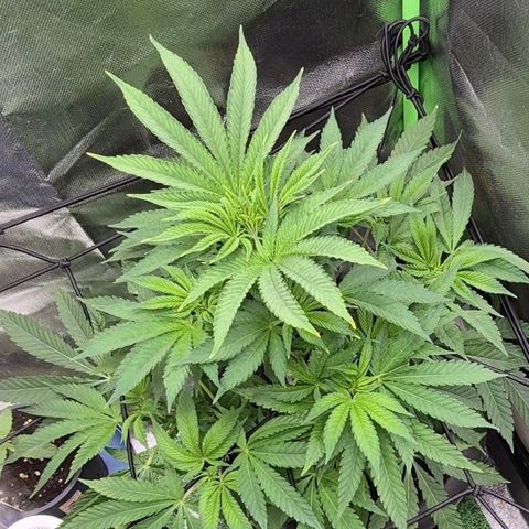 Karli - SHISKABERRY (auto) growlog timeline photo