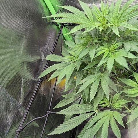 Karli - SHISKABERRY (auto) growlog timeline photo