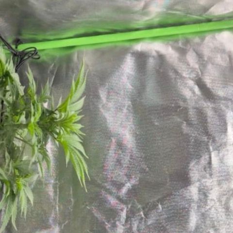 Karli - SHISKABERRY (auto) growlog timeline photo