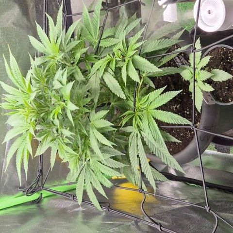 Karli - SHISKABERRY (auto) growlog timeline photo