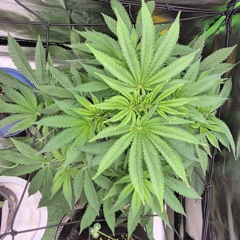 Karli - SHISKABERRY (auto) growlog timeline photo