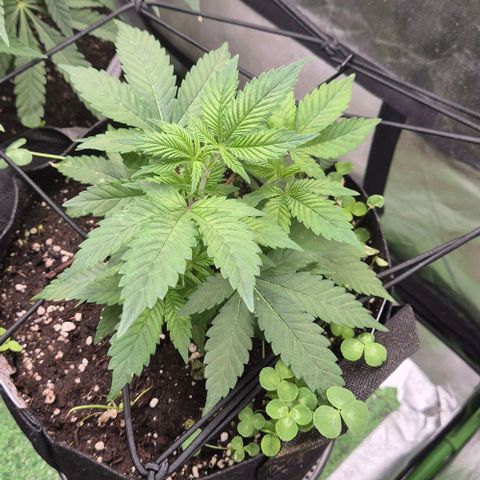 Kushi 😶‍🌫️(rest n. Teilernte/ critical kush, 9.1.24 🎁, Kümmerling) growlog timeline photo