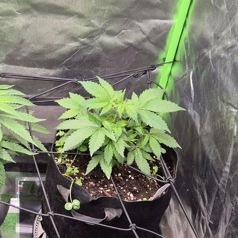 Kushi 😶‍🌫️(rest n. Teilernte/ critical kush, 9.1.24 🎁, Kümmerling) growlog timeline photo
