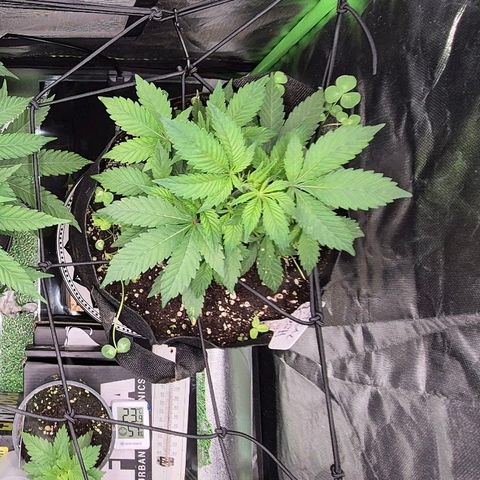 Kushi 😶‍🌫️(rest n. Teilernte/ critical kush, 9.1.24 🎁, Kümmerling) growlog timeline photo